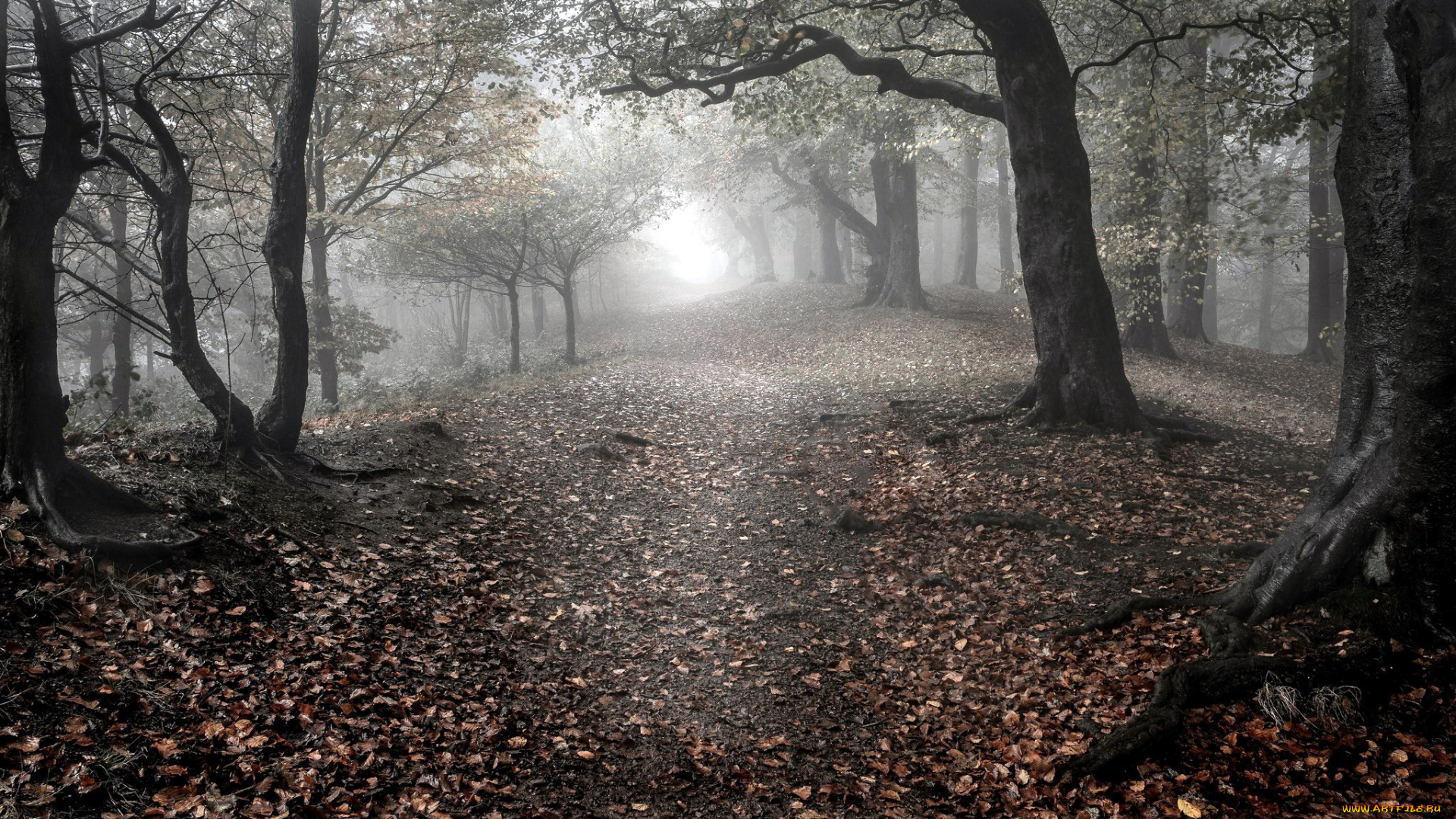 природа, лес, осень, стволы, туман, деревья