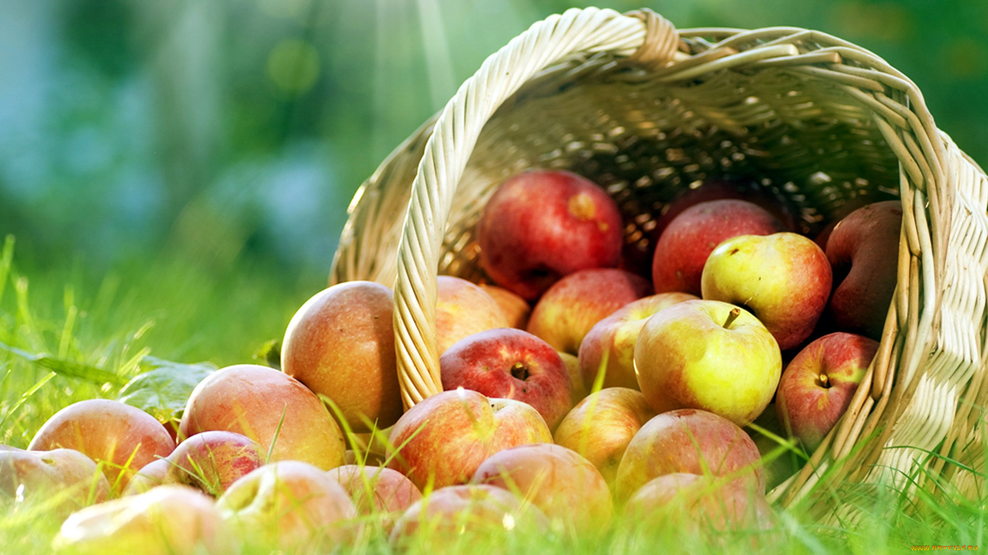 еда, Яблоки, много, плоды, урожай, корзинка