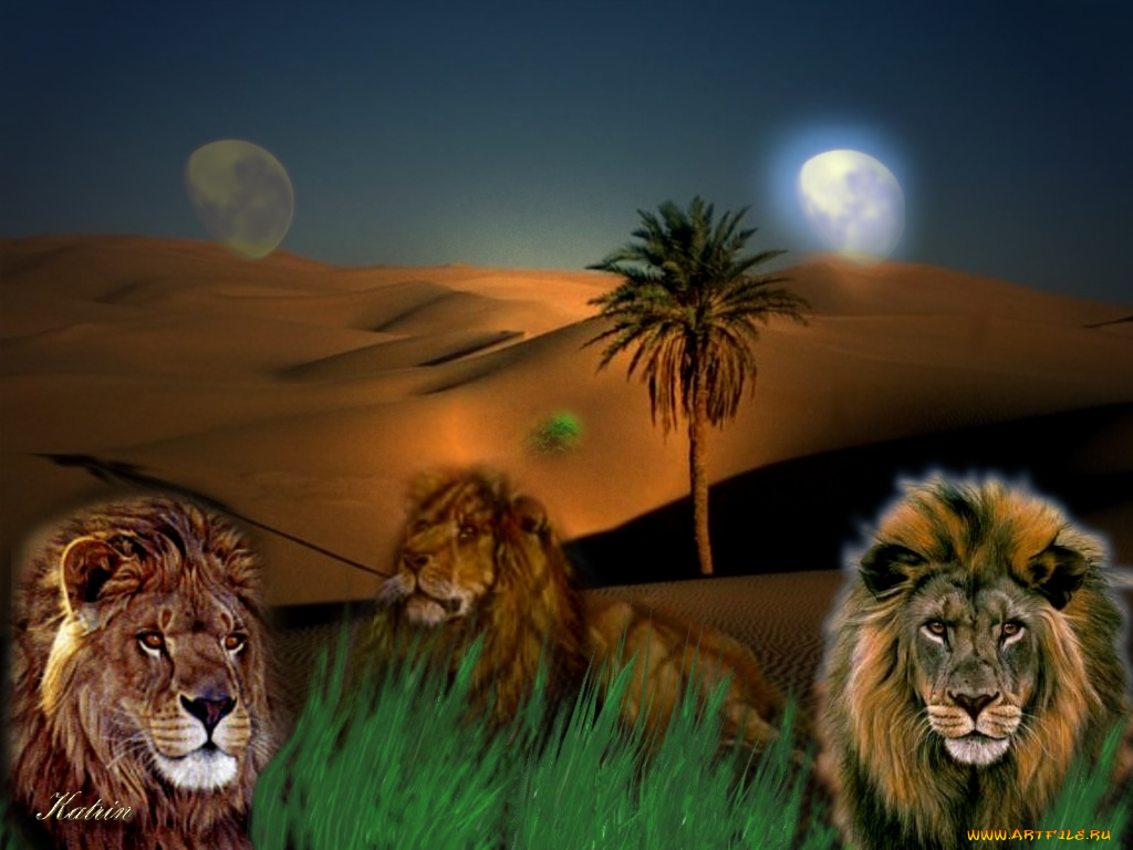 ночь, пустыни, рисованные, животные, львы