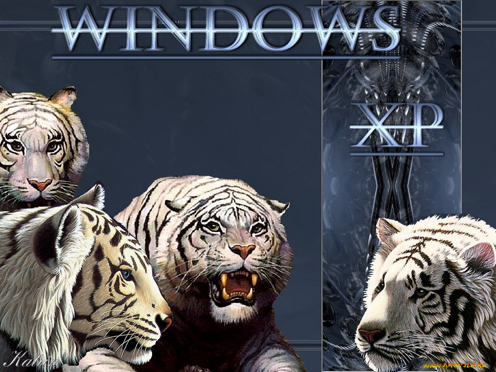 tiger, xp, компьютеры, windows