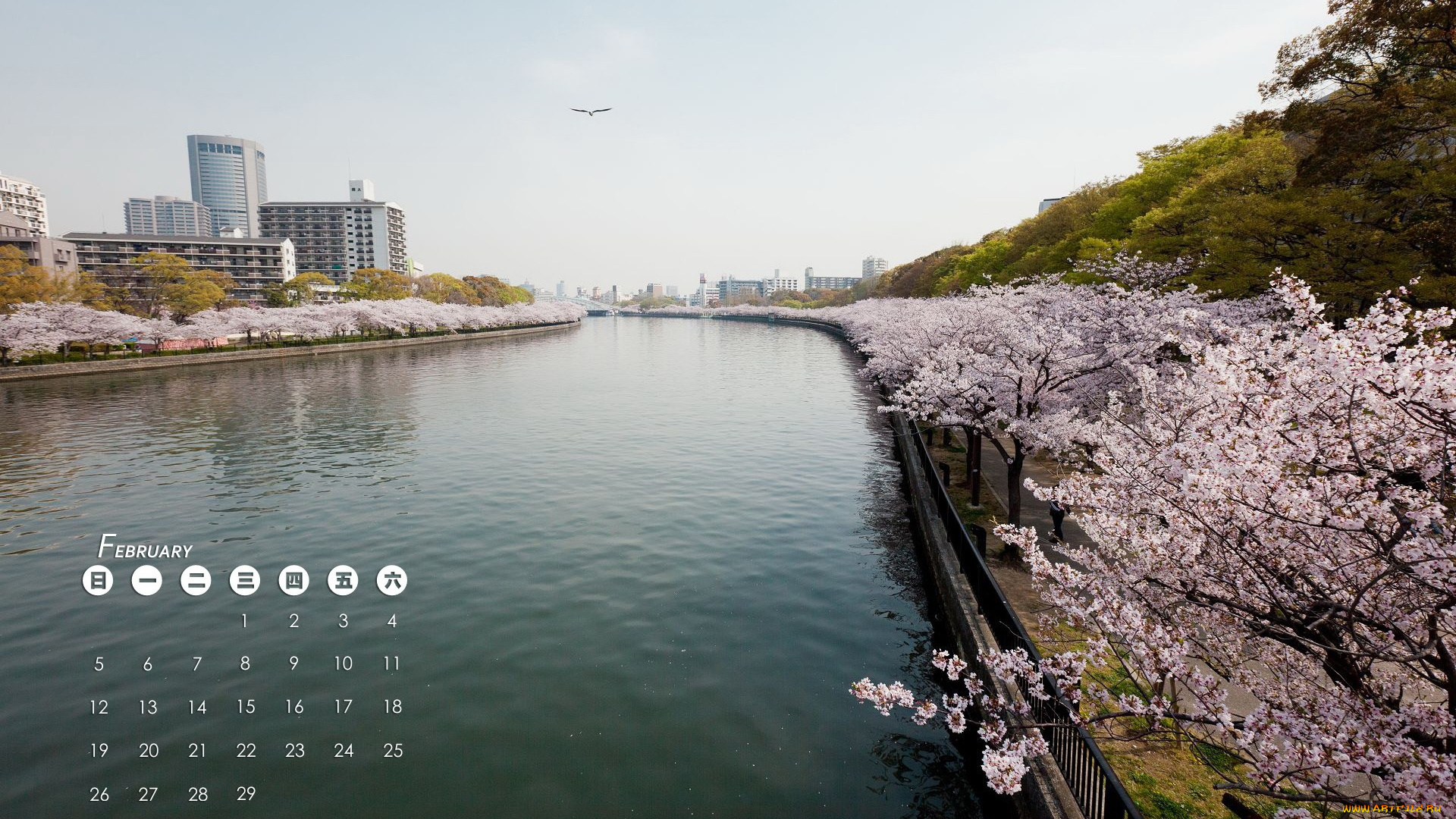 календари, города, сакура, здания, вода, Япония, цветение