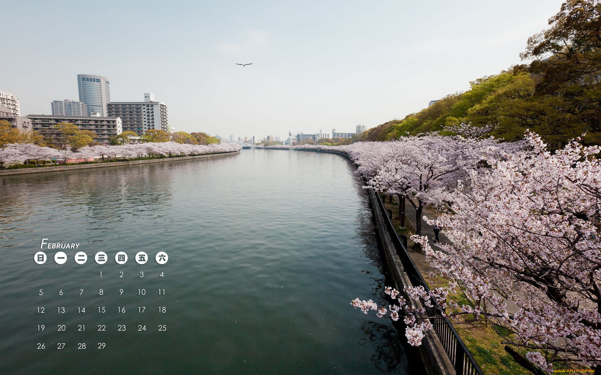 календари, города, сакура, здания, вода, Япония, цветение