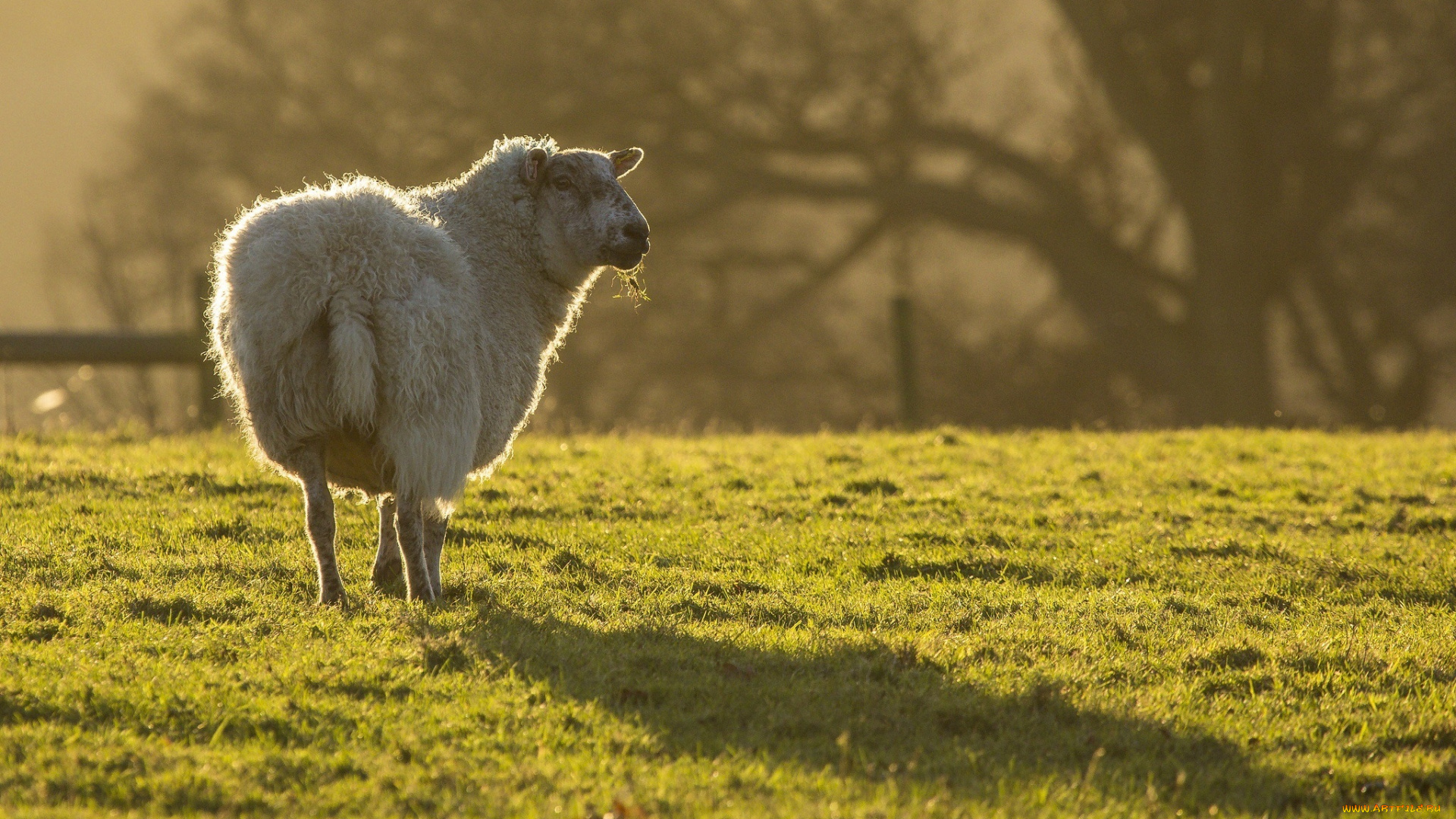 животные, овцы, , бараны, овечка, белая, свет, луг, трава