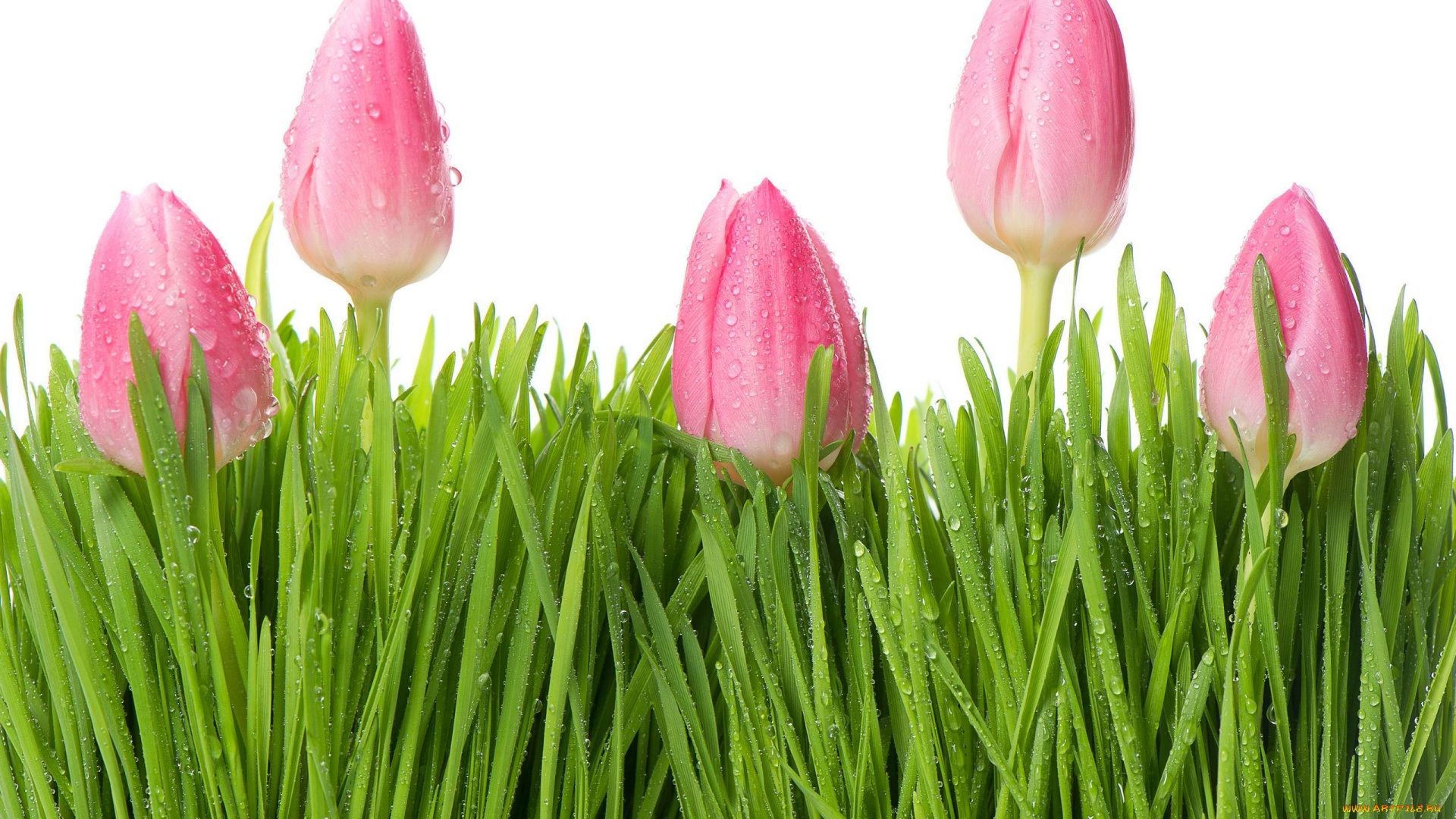 цветы, тюльпаны, flowers, tulips, beauty, pink, листья, розовые, drops, water, красота, роса, лепестки