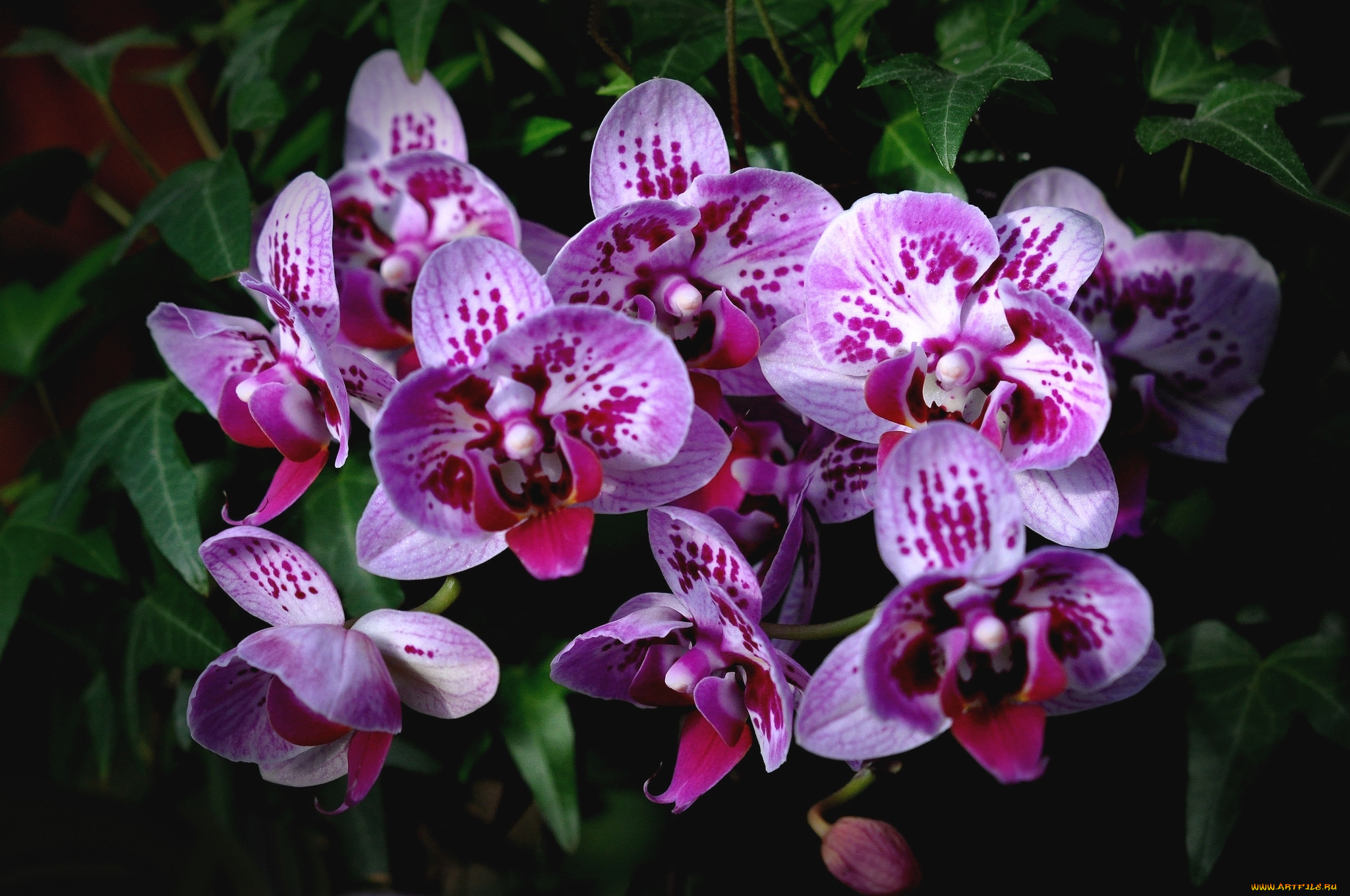 цветы, орхидеи, экзотика, пятнистые