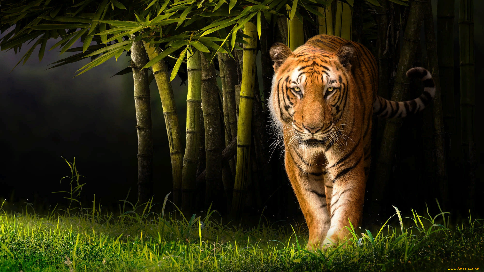 животные, тигры, трава, природа, тигр, животное, хищник, бамбук, зверь