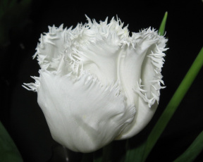 Картинка цветы тюльпаны