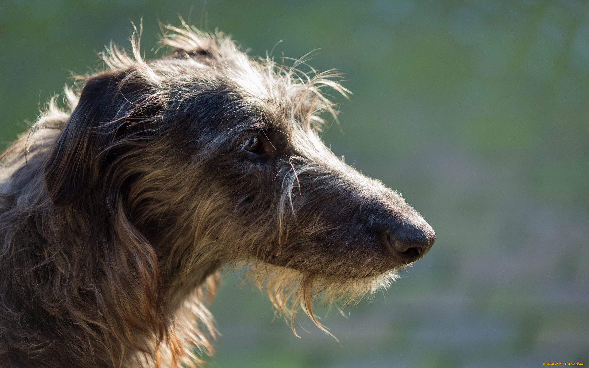 животные, собаки, sighthound, собака, взгляд