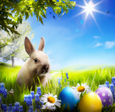 обоя животные, кролики,  зайцы, кролик, яички, цветы, весна