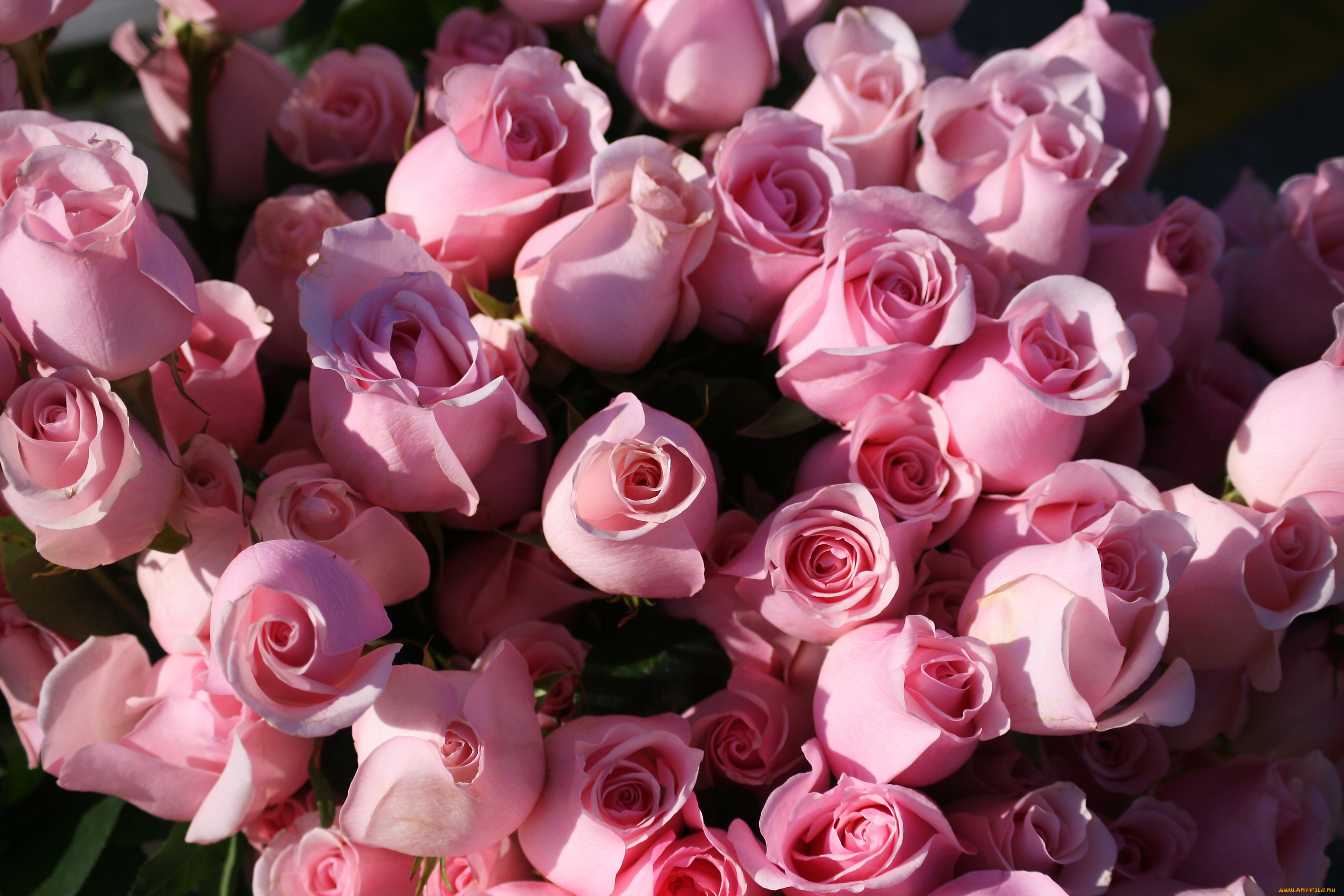 цветы, розы, букет, розовые