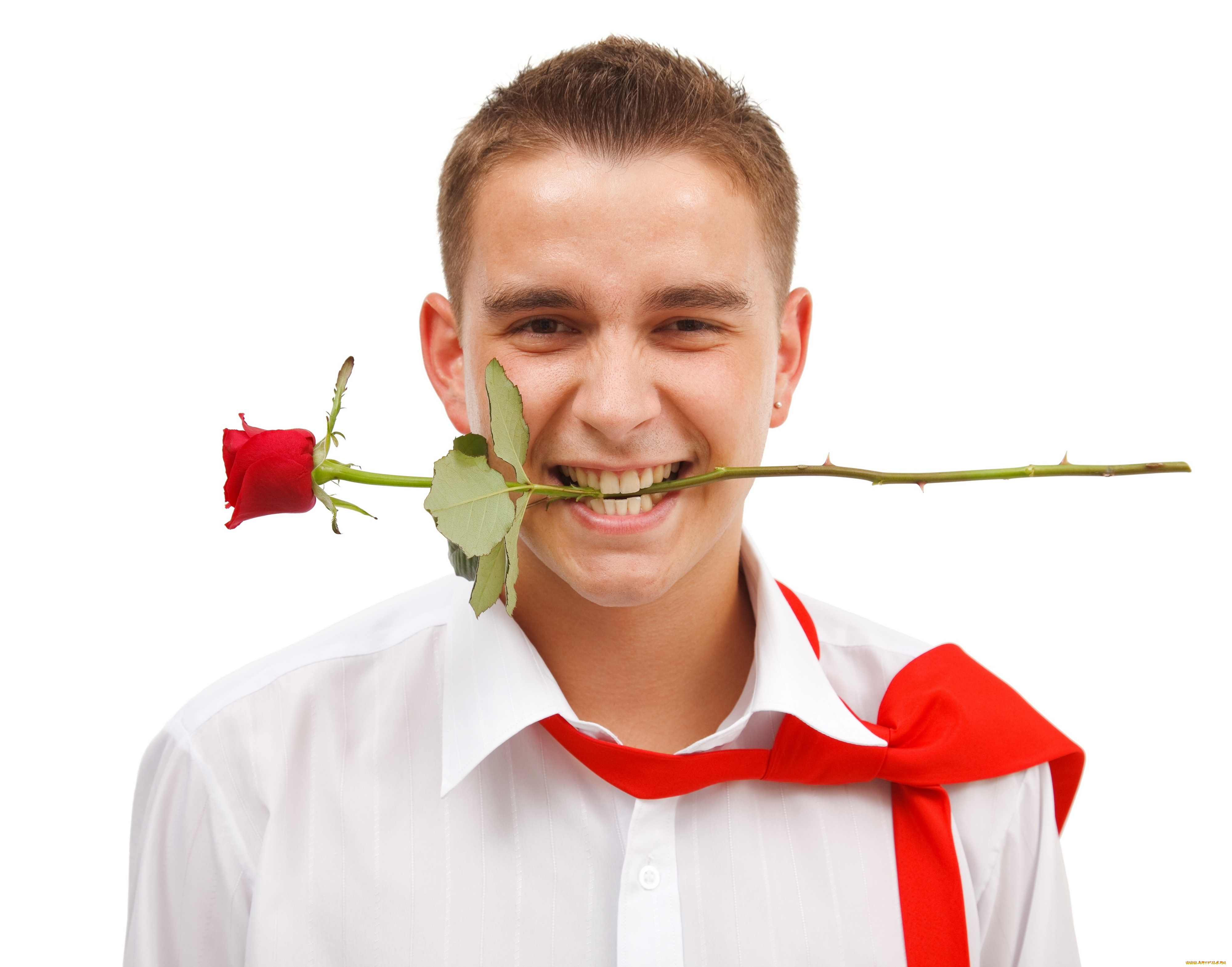 мужчины, -, unsort, рубашка, цветок, роза, зубы, галстук
