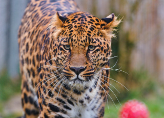 Картинка животные леопарды усы взгляд леопард морда
