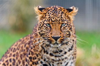 Картинка животные леопарды леопард морда взгляд