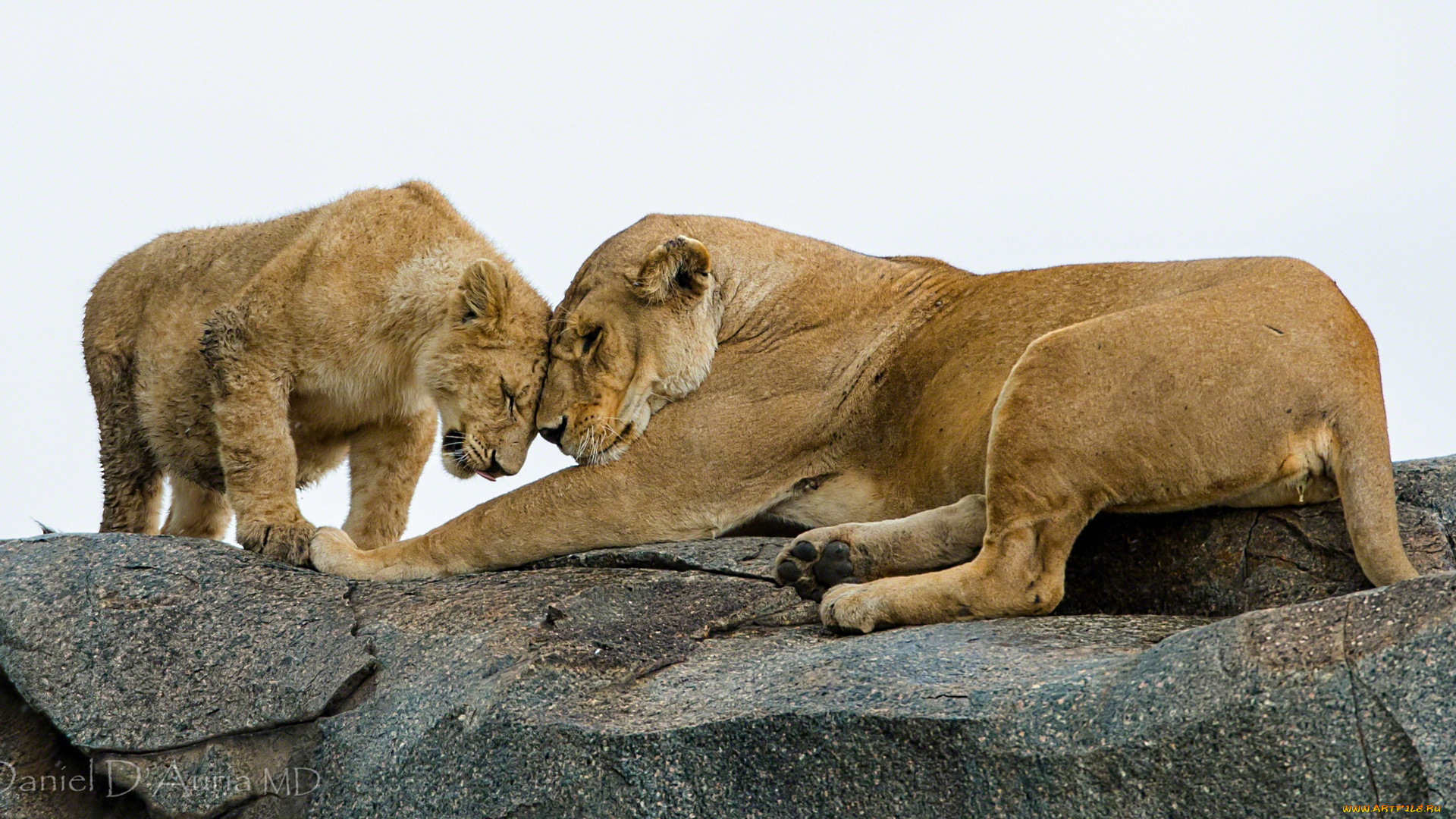 животные, львы, материнская, любовь