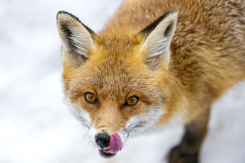 Картинка животные лисы рыжая нос язык