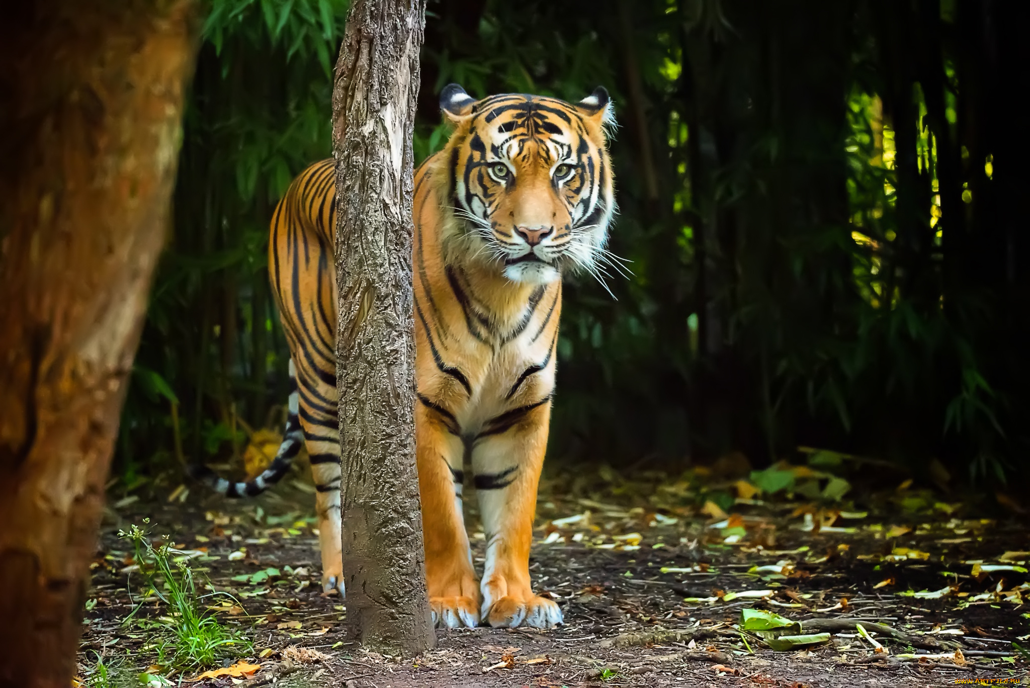 животные, тигры, хищник, тигр, взгляд, природа, полосы