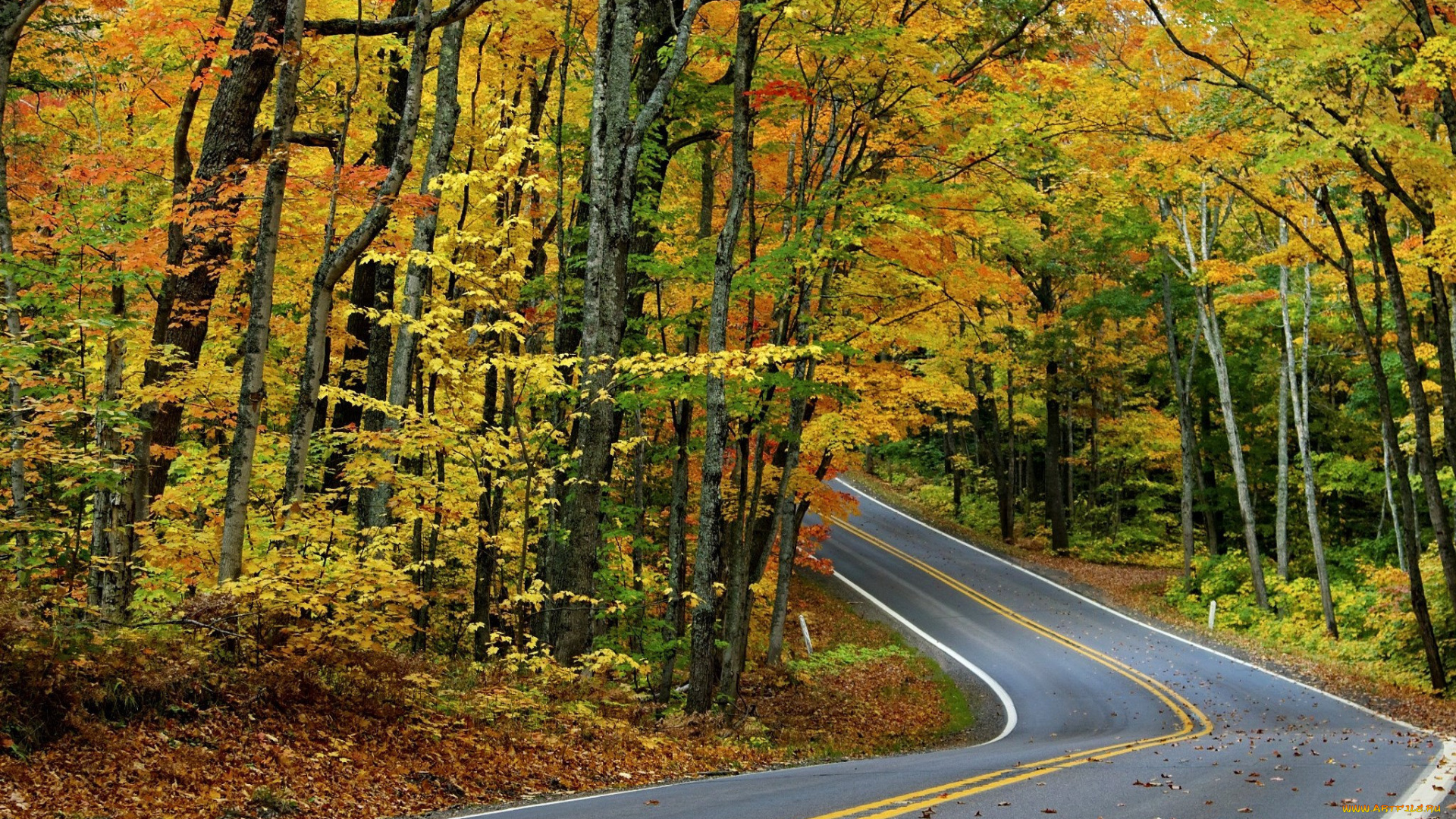 природа, дороги, листья, лес, осень, деревья, дорога