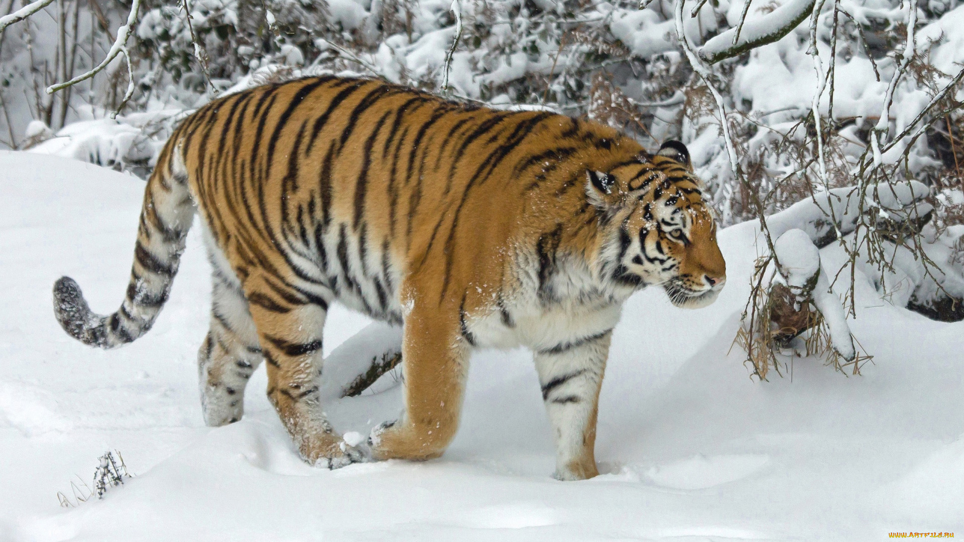 животные, тигры, зима, снег, деревья, тигр, дикая, кошка