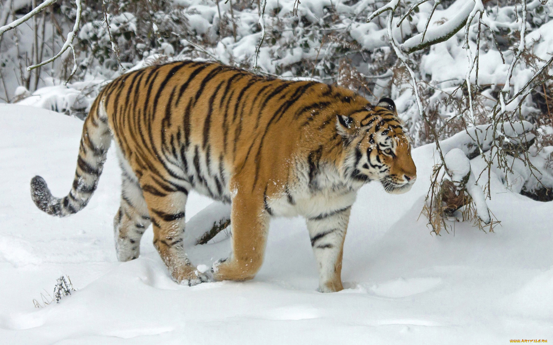 животные, тигры, зима, снег, деревья, тигр, дикая, кошка