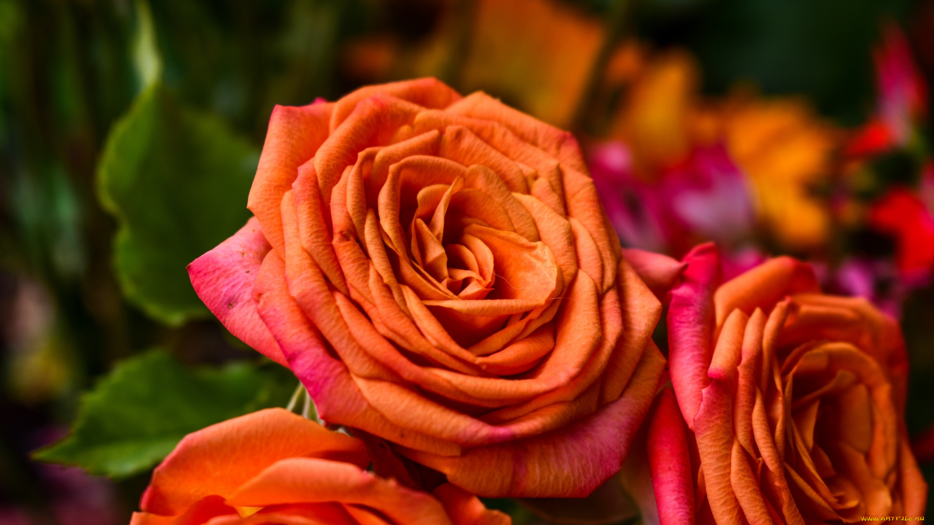 цветы, розы, оранжевый