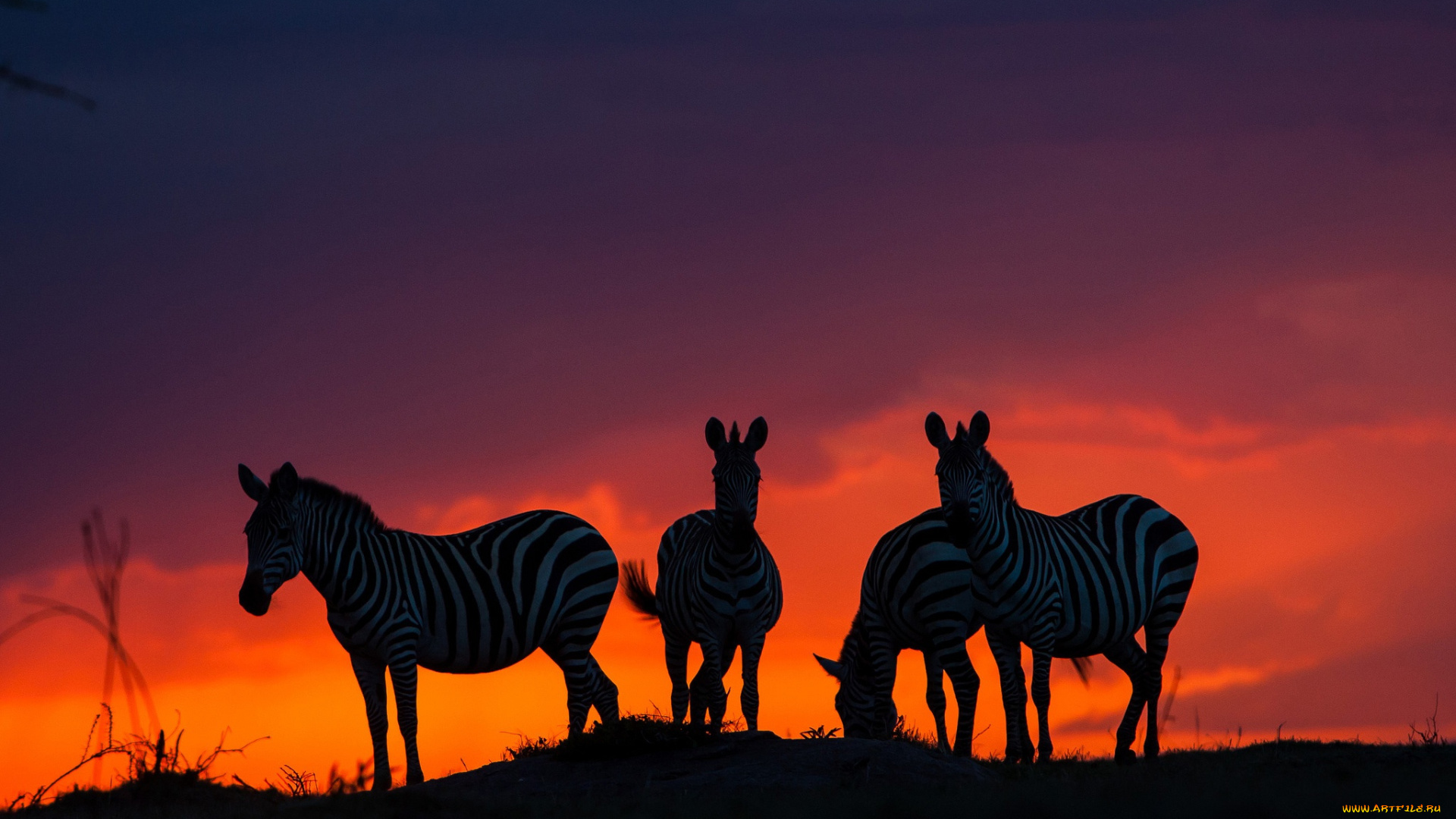 животные, зебры, саванна, закат, африка