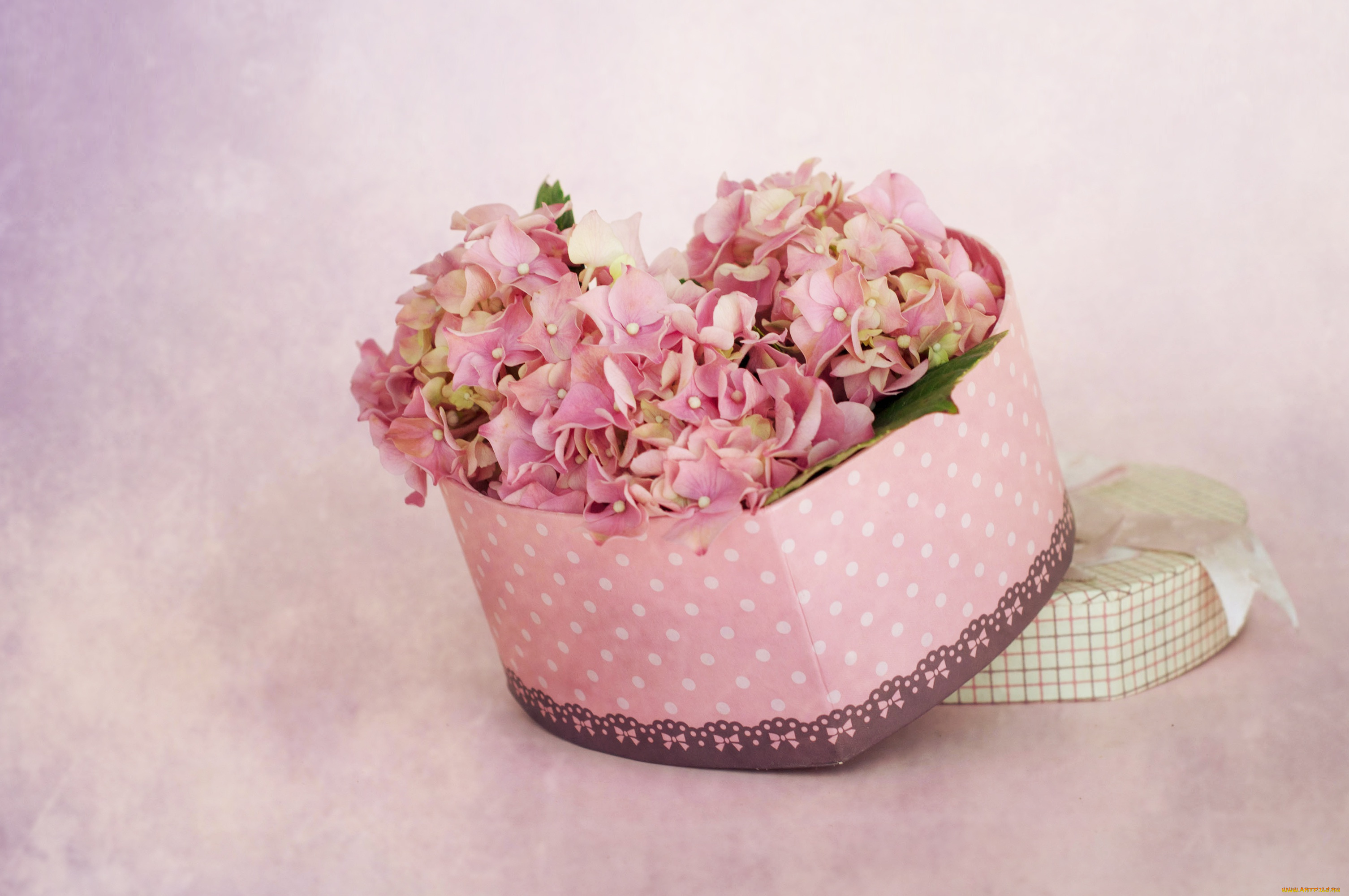 цветы, гортензия, коробка, розовые, сердечко