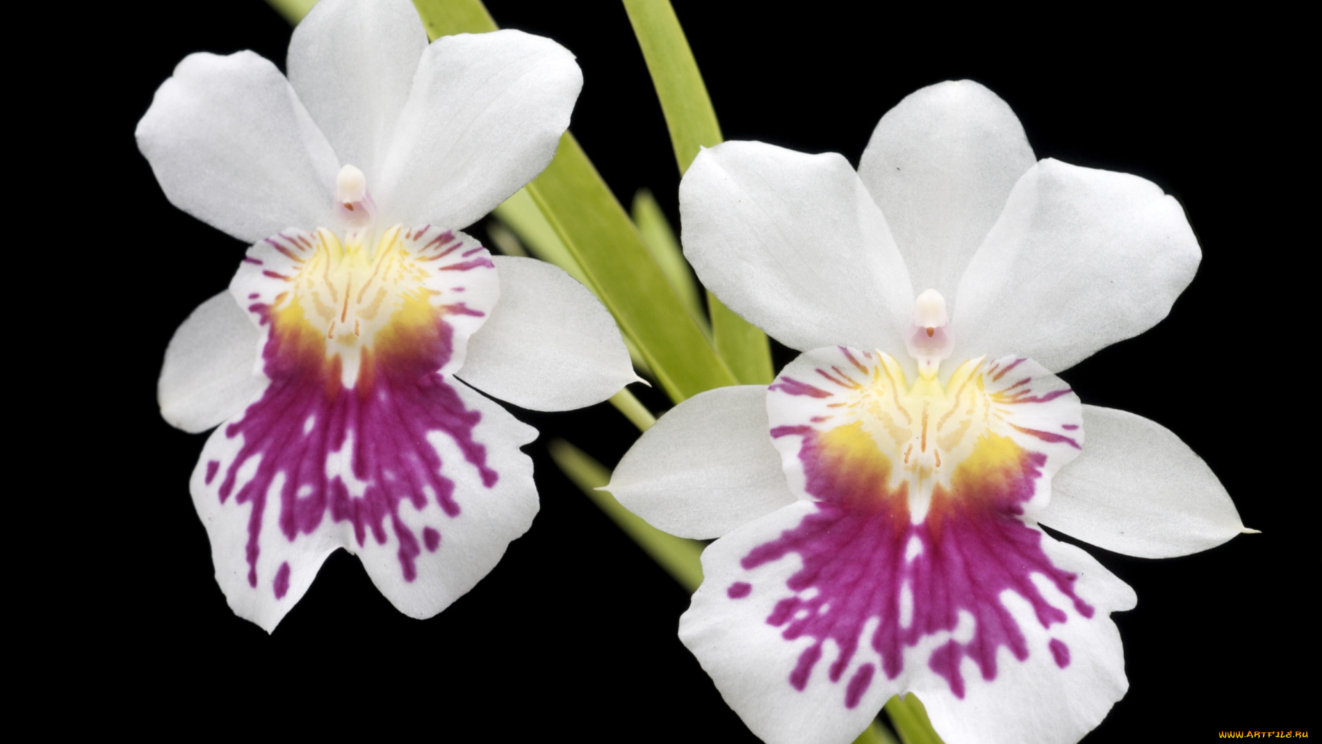 цветы, орхидеи, экзотика, белый