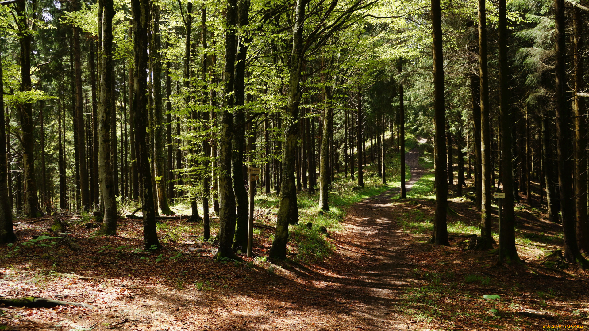 gruyere, switzerland, природа, лес, деревья