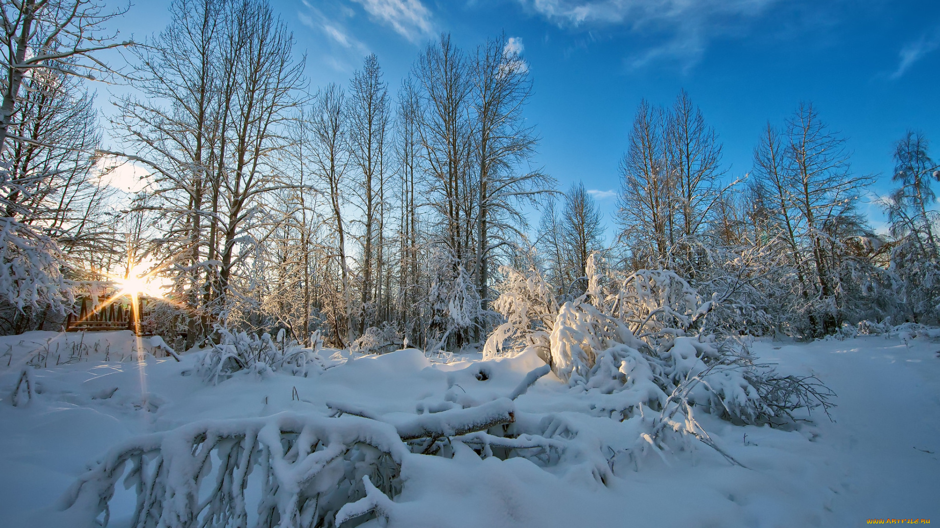 природа, зима, сияние, снег, лес