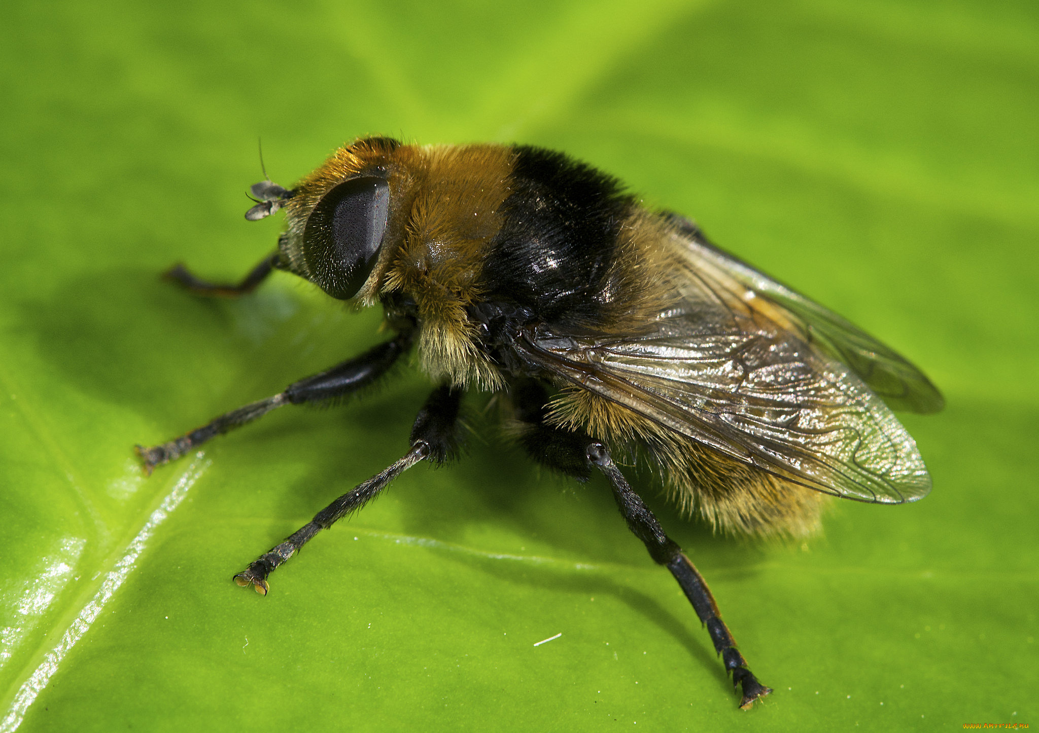 животные, пчелы, , осы, , шмели, макро, лист, шмель, насекомое