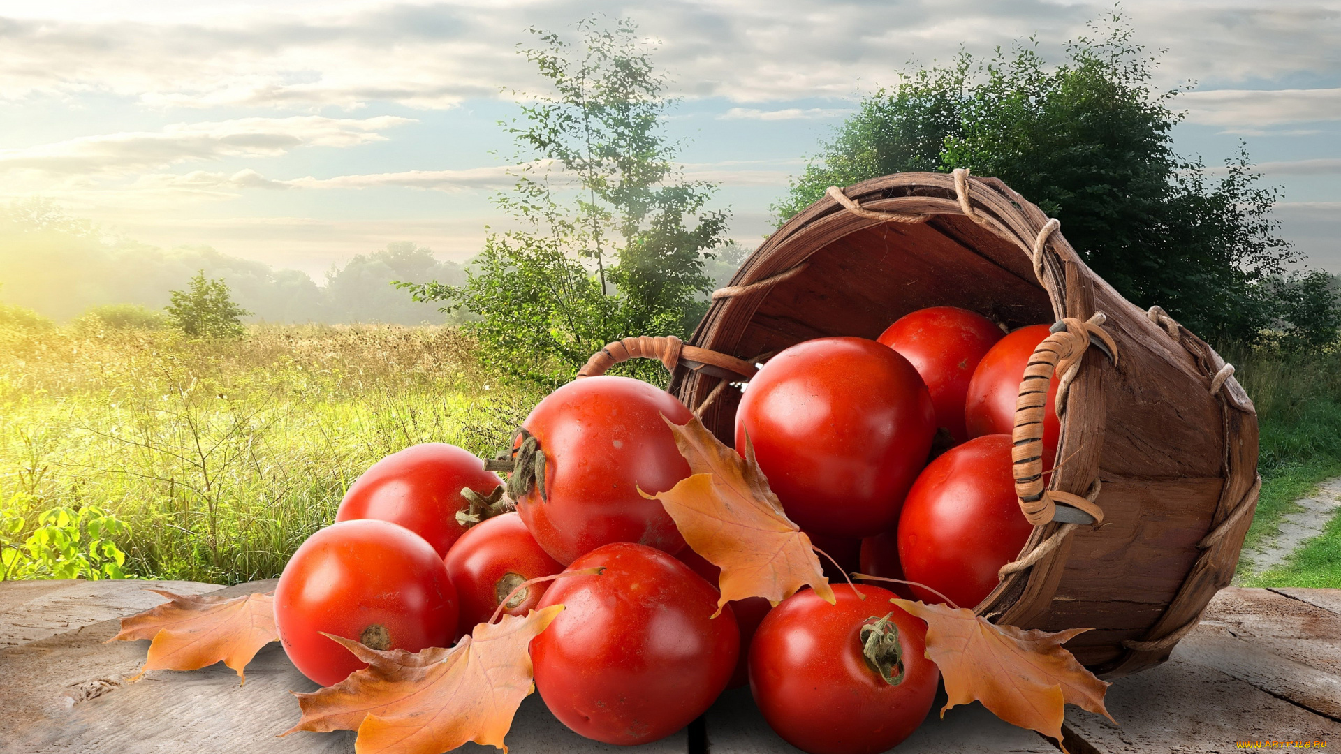 еда, помидоры, ведро, листья, осень, томаты