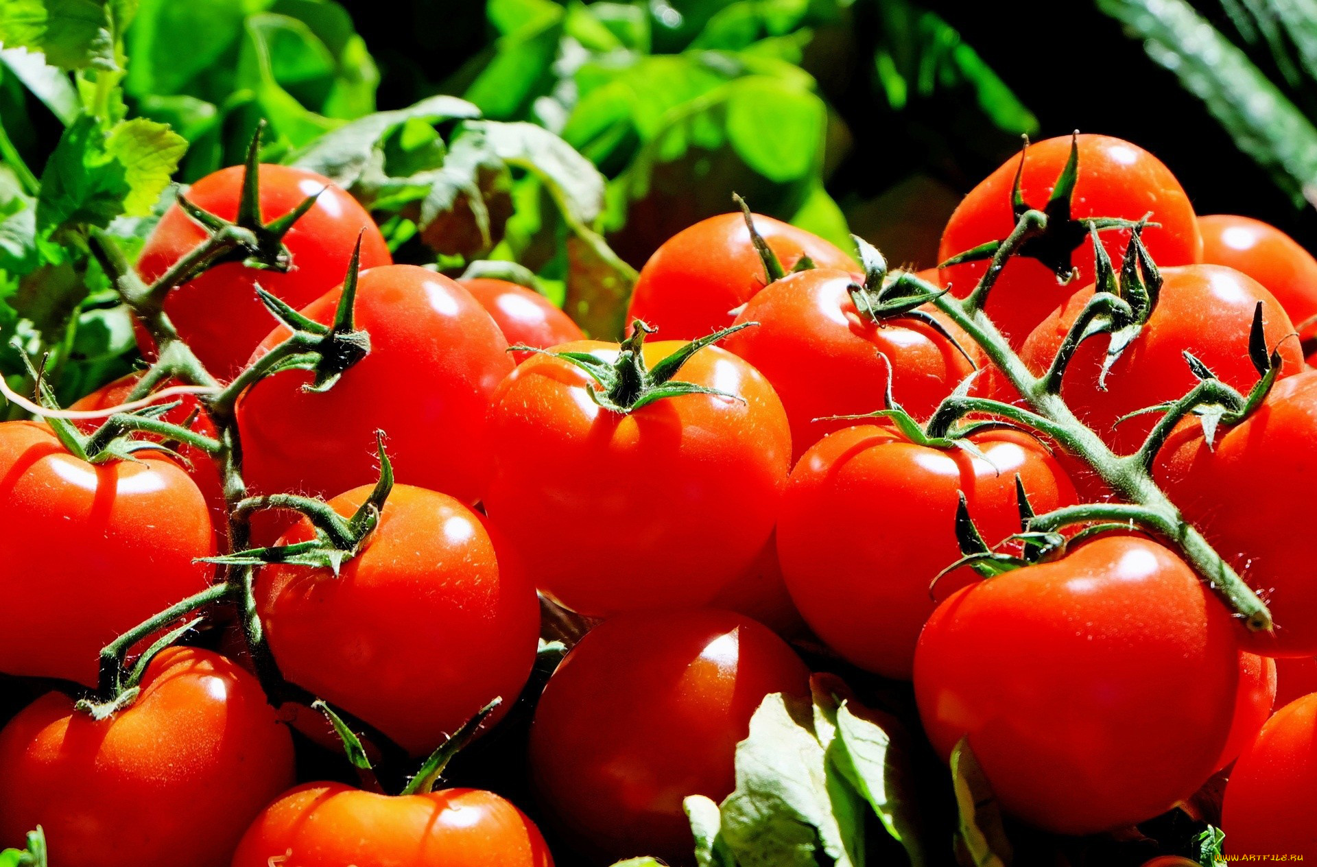 еда, помидоры, томаты, много, урожай