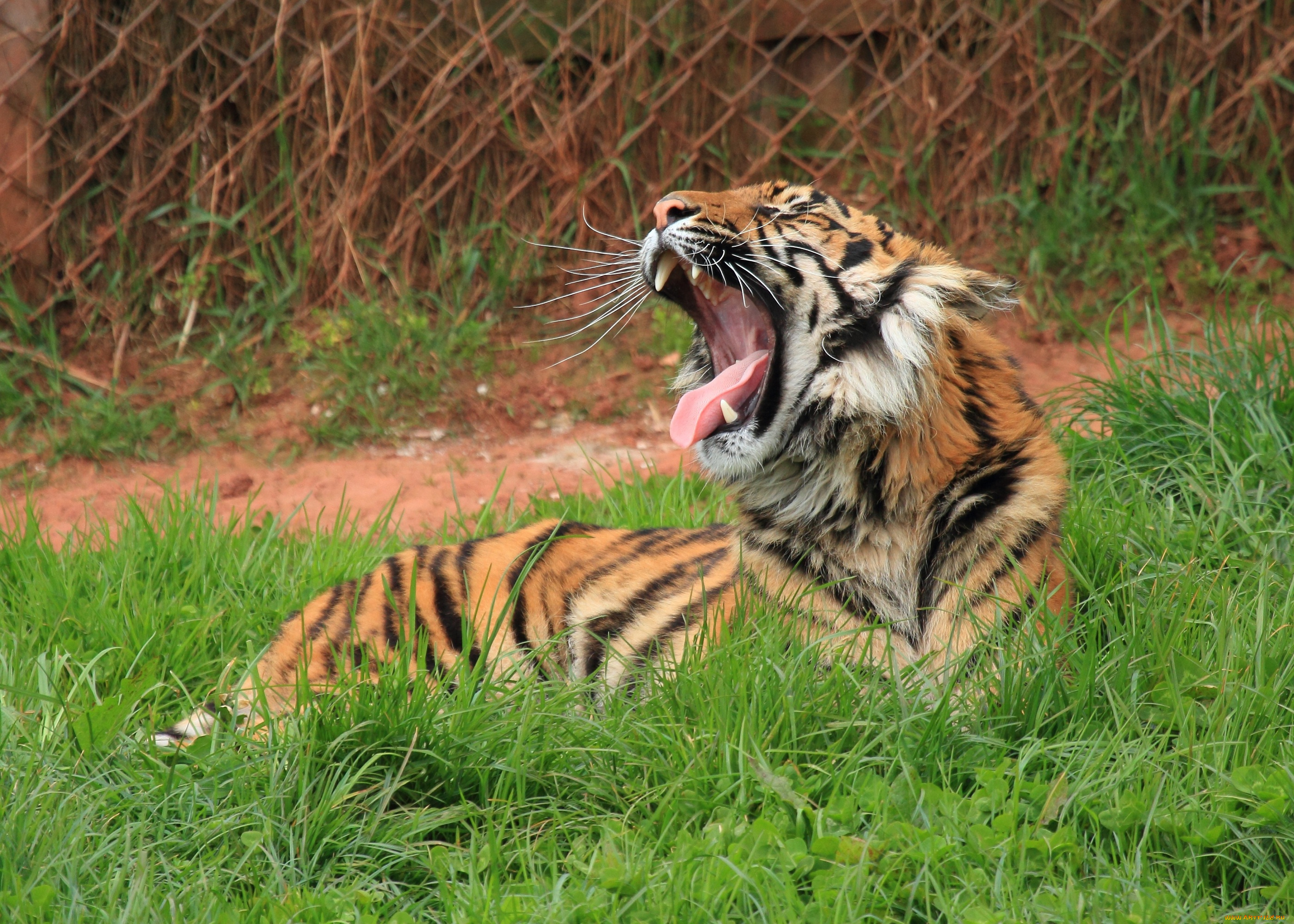 животные, тигры, тигр, пасть, зевает