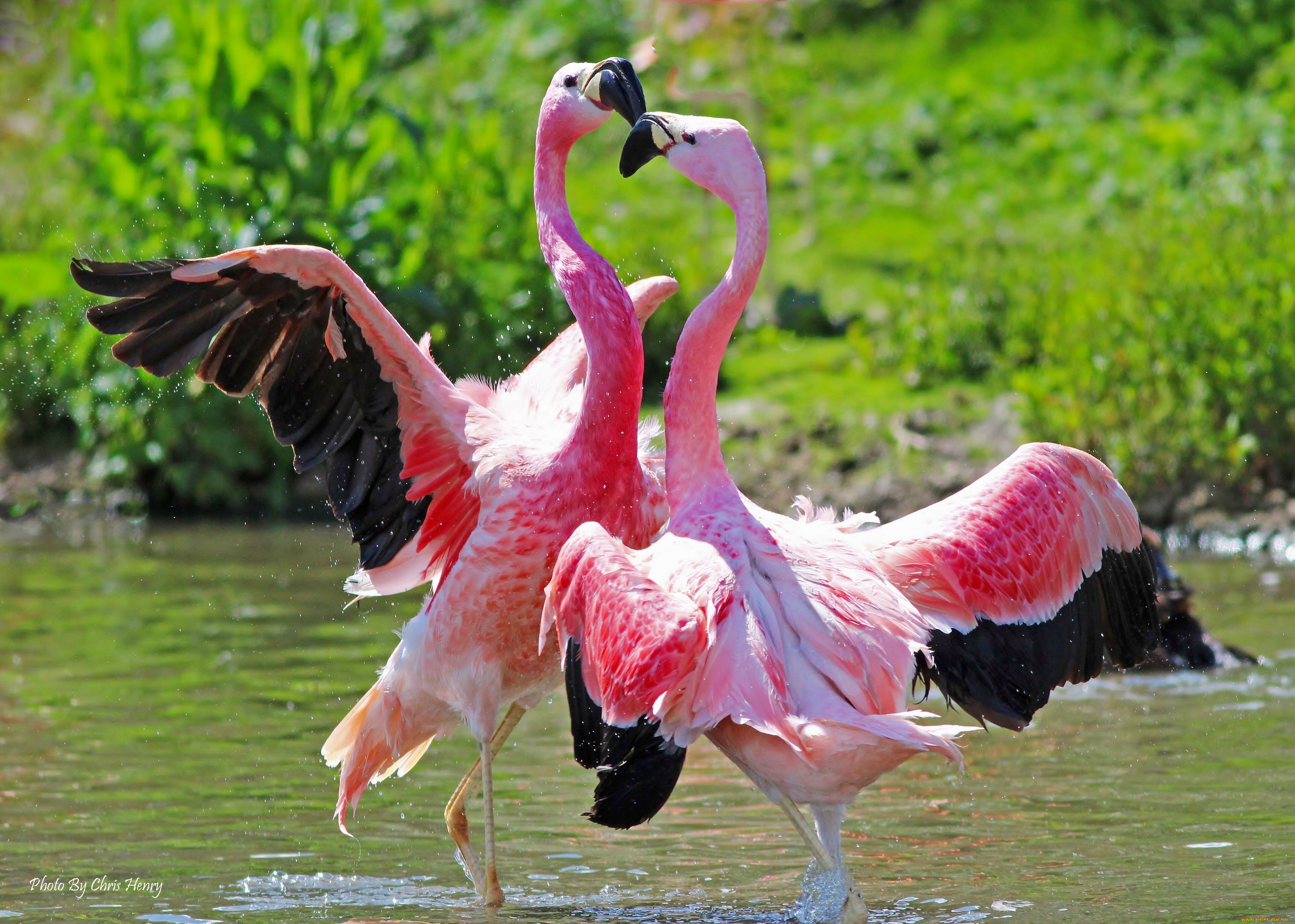 животные, фламинго, танец