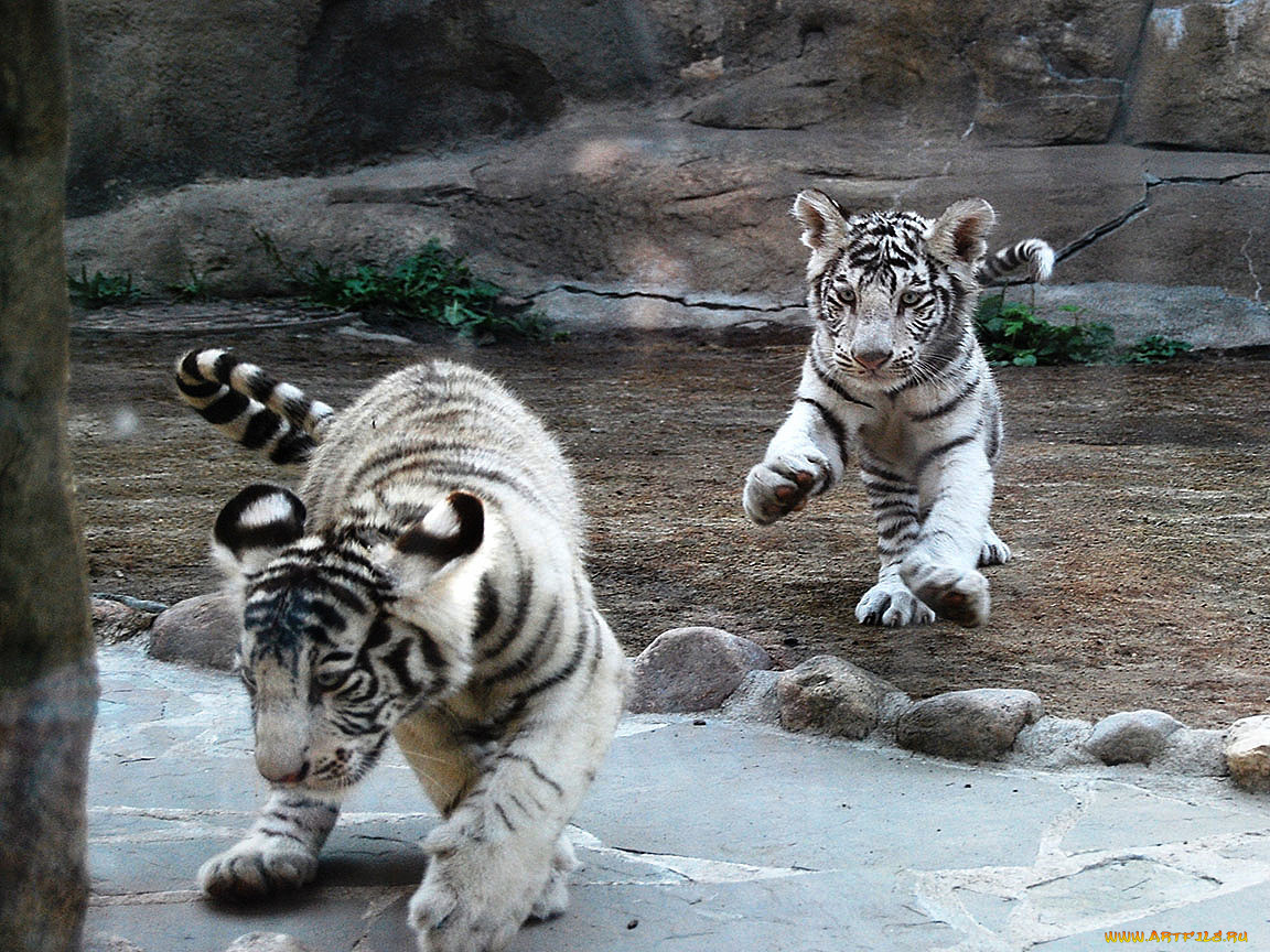 бенгальские, тигрята, животные, тигры