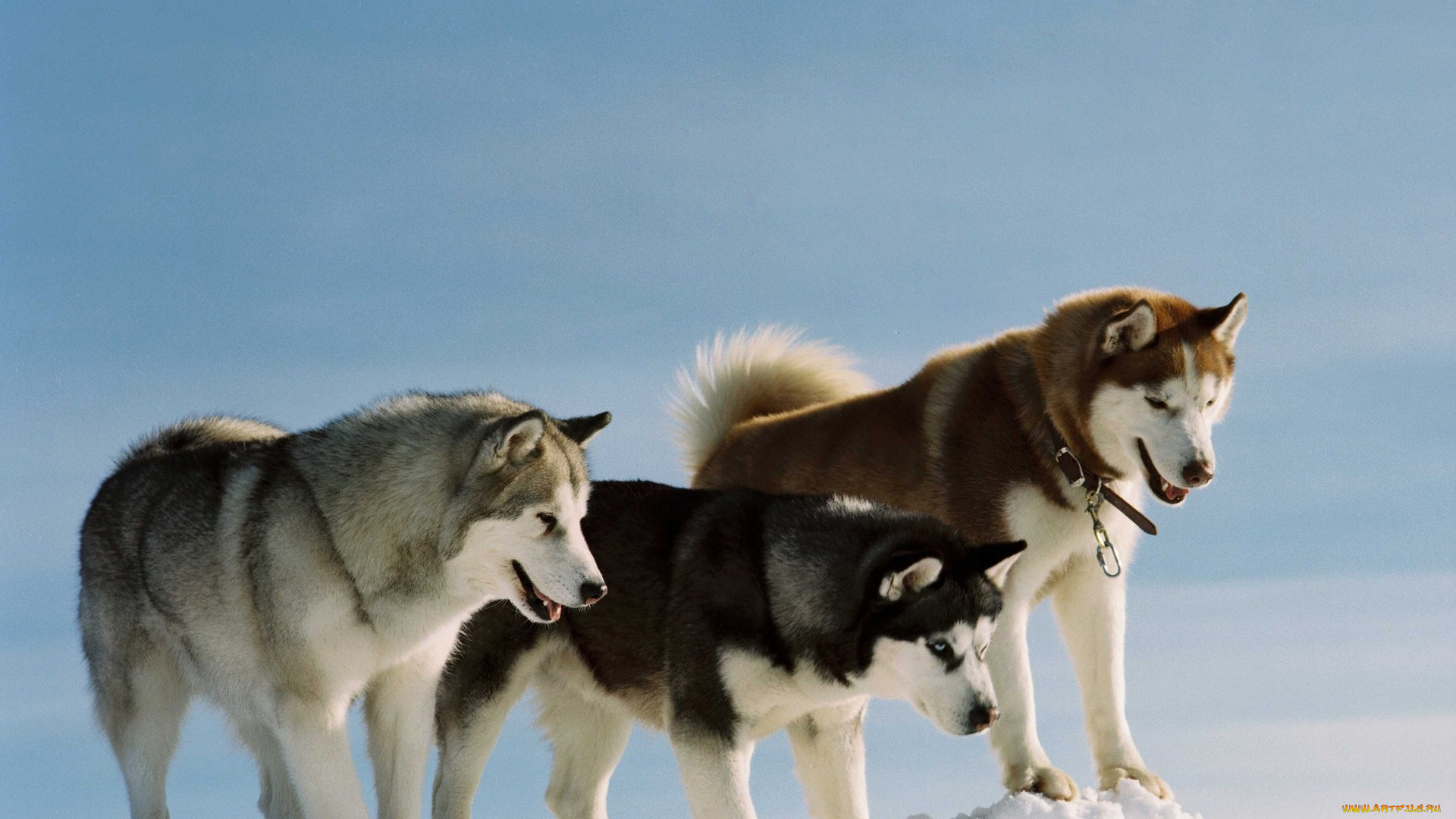 siberian, huskies, животные, собаки, сибирские, лайки