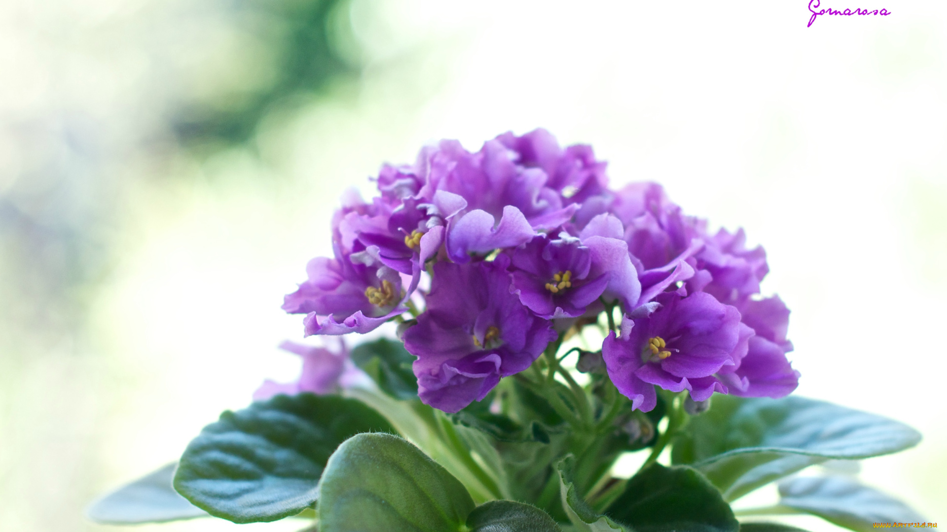 цветы, фиалки, фиолетовый