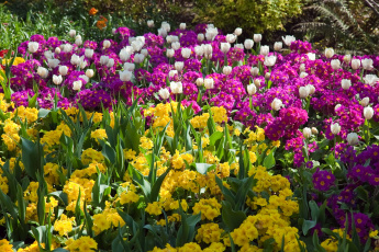 Картинка цветы разные вместе тюльпаны сад