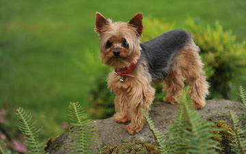 Картинка животные собаки камень йоркширский терьер