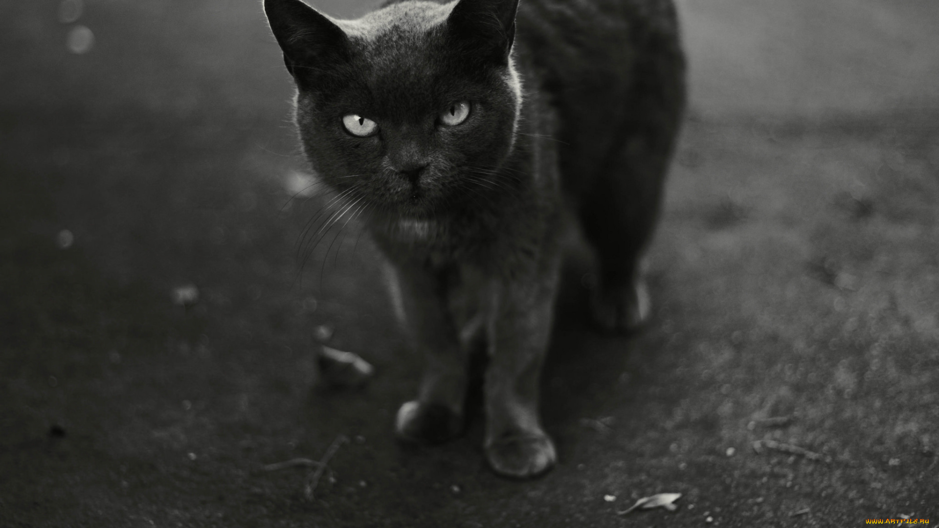 животные, коты, черно-белое, фото