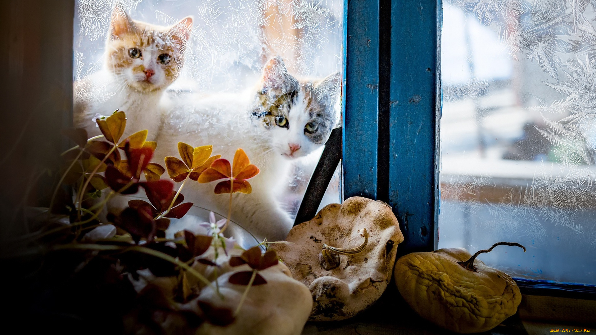 животные, коты, двое, цветок, узор, окно, патиссон