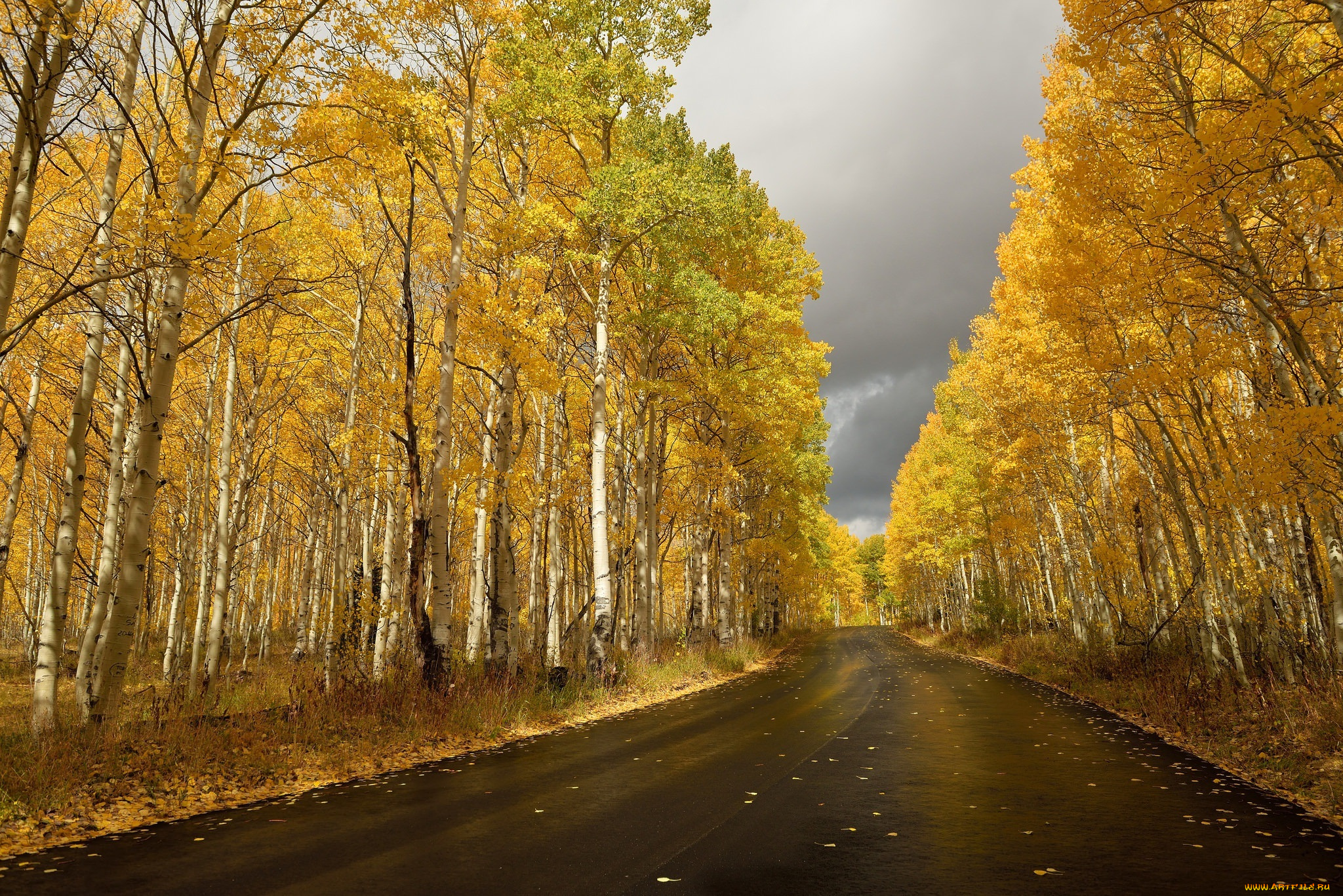 природа, дороги, осень, березы, дорога, шоссе, листопад
