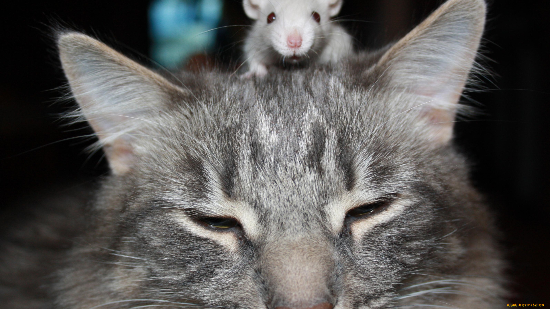 животные, разные, вместе, голова, кошка, кот, мышь