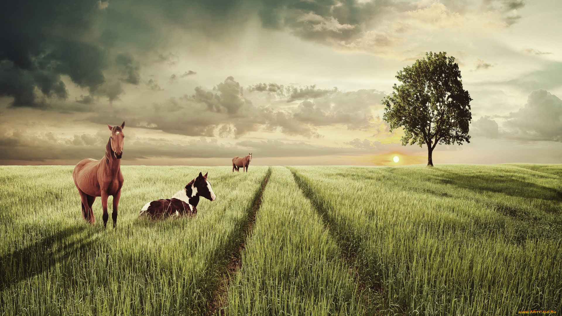 животные, лошади, колея, трава, дерево, поле, солнце, небо, пейзаж, облака