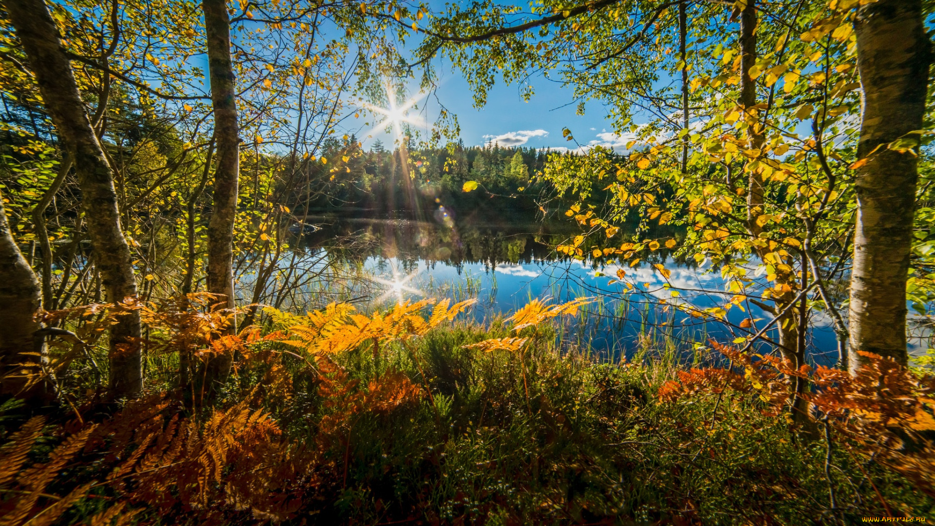 природа, реки, озера, норвегия, папоротник, озеро, осень, деревья