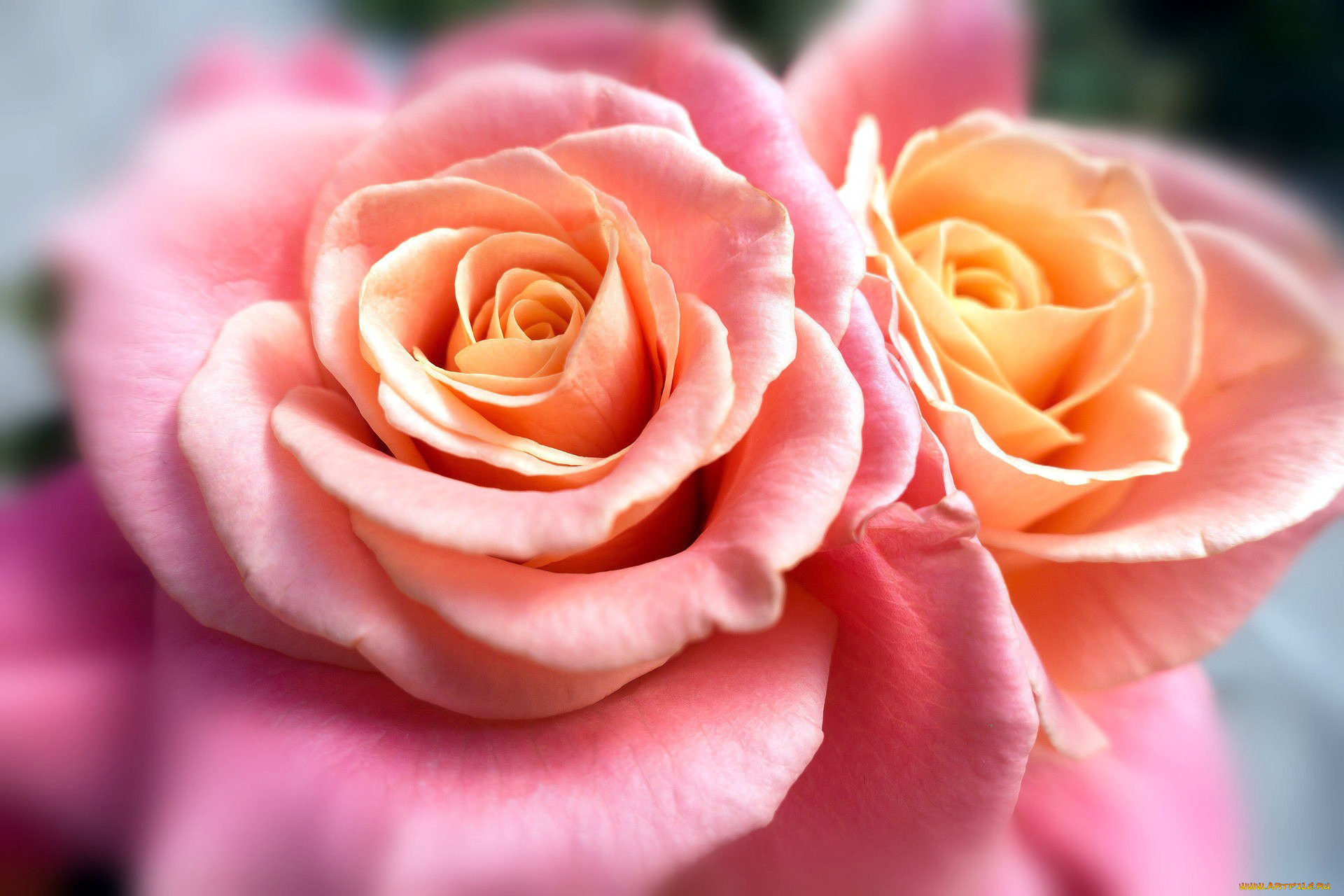 цветы, розы, розовый, макро, дуэт