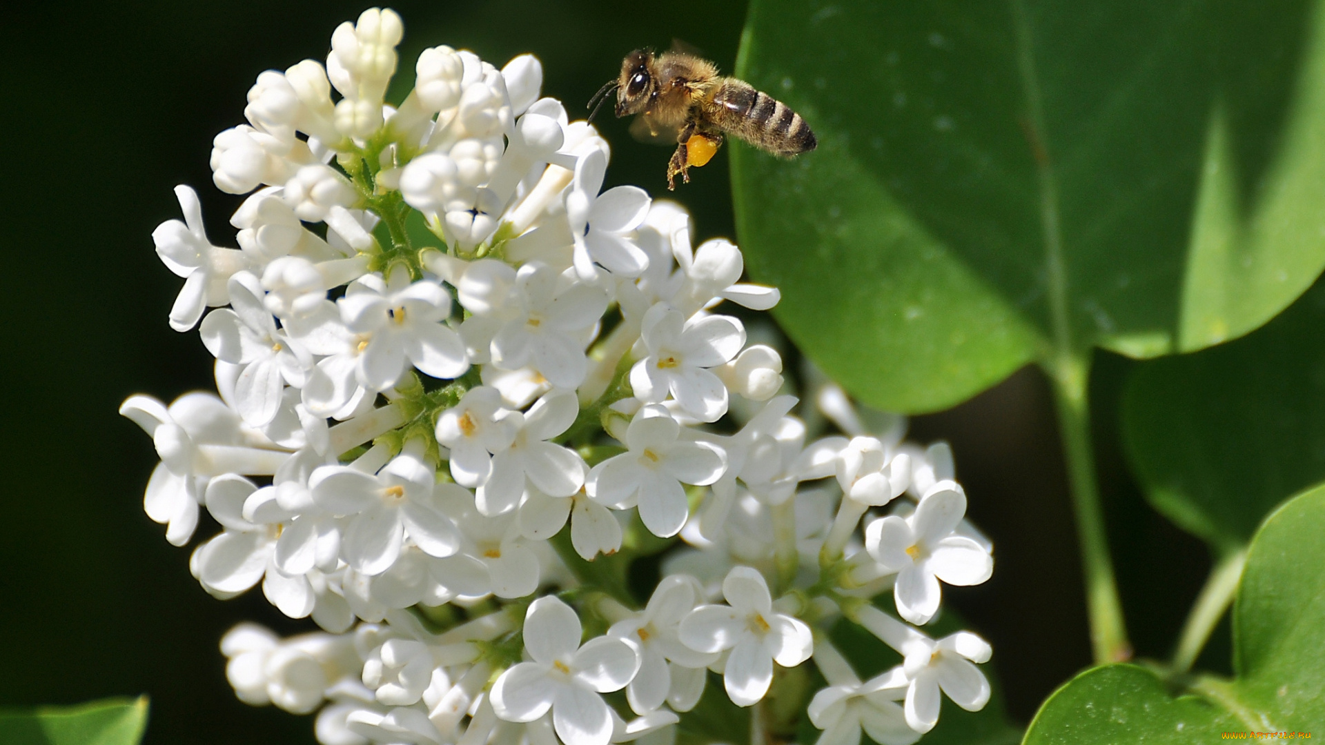 цветы, сирень, белый, пчела