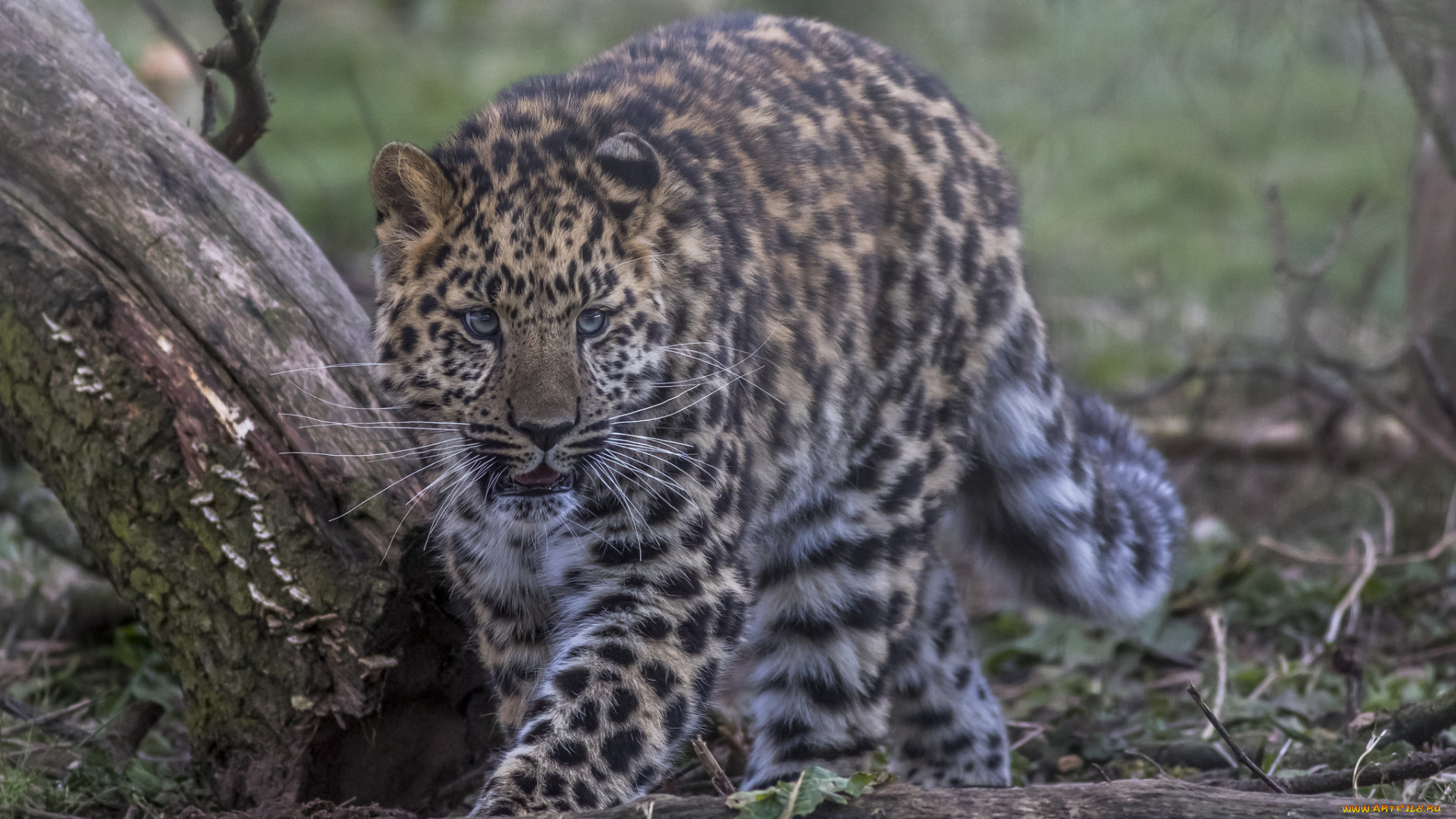 amur, leopard, животные, леопарды, хищник