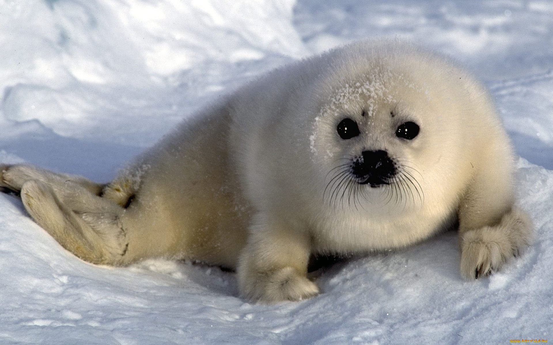 животные, тюлени, , морские, львы, , морские, котики, детеныш, белек, лед, снег, тюлень