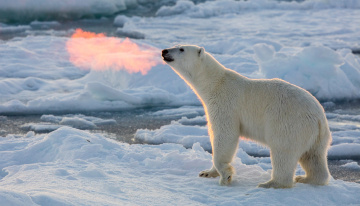 Картинка животные медведи полынья лед полярный белый медведь